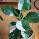White Princess Variegated Philodendron Small Rooted Starter Plant Extremely Rare
