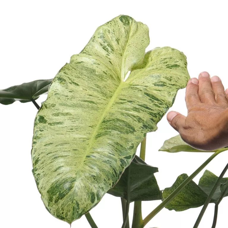 Paraiso Verde Variegated Philodendron Small Rooted Starter Plant Extremely Rare