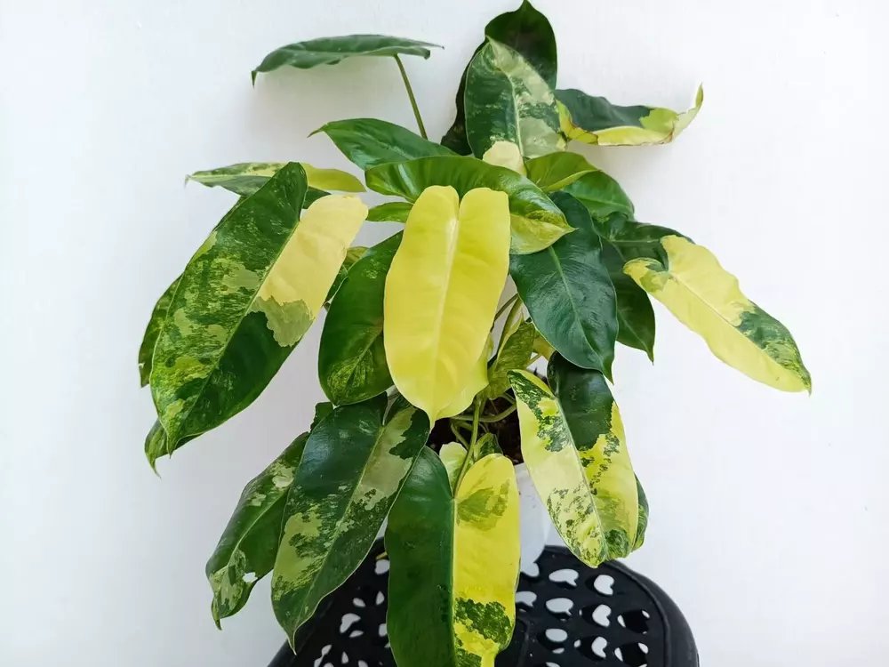 Burle Marx Albo Variegated Philodendron Small Rooted Starter Plant