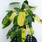 Burle Marx Albo Variegated Philodendron Small Rooted Starter Plant