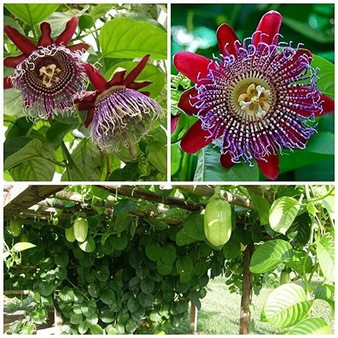 Giant Granadilla Passion Fruit Vine Passiflora Quadrangularis Starter Plant