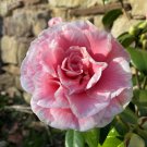 Tomorrows Dawn Bessoe Unique Bloomcamellia Japonica Live Starter Plant
