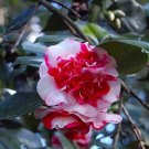 Gigantea Unique Bloomcamellia Japonica Live Starter Plant