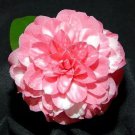 Apollo 14 Unique Bloomcamellia Japonica Live Starter Plant
