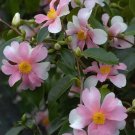 Yume Unique Bloomcamellia Japonica Live Starter Plant