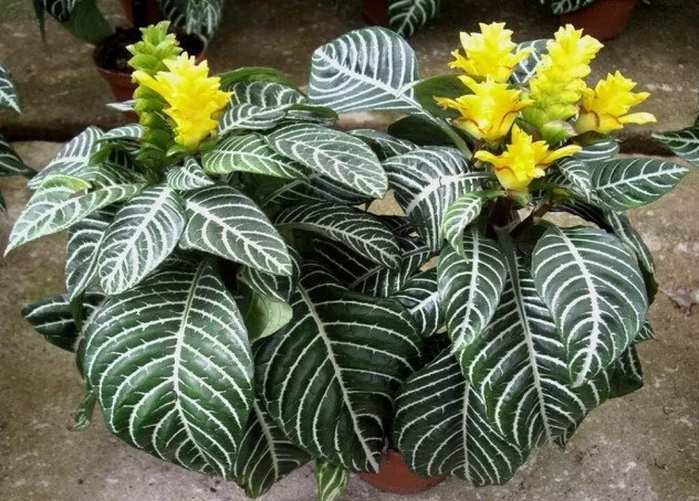 Snow White Zebra Aphelandra Squarrosa Dania Plant Well Rooted Starter Plant