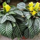 Snow White Zebra Aphelandra Squarrosa Dania Plant Well Rooted Starter Plant