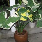 Mickey Mouse Xanthosoma Albo Marginata Variegated Alocasia Elephant Ear Rare