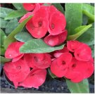 Sri Pratum Crown Of Thorns Euphorbia Miliichrist Plantsamll Starter Plant