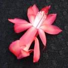 Bolero Schlumbergera Truncata Christmas Cactus Small Rooted Starter Plant