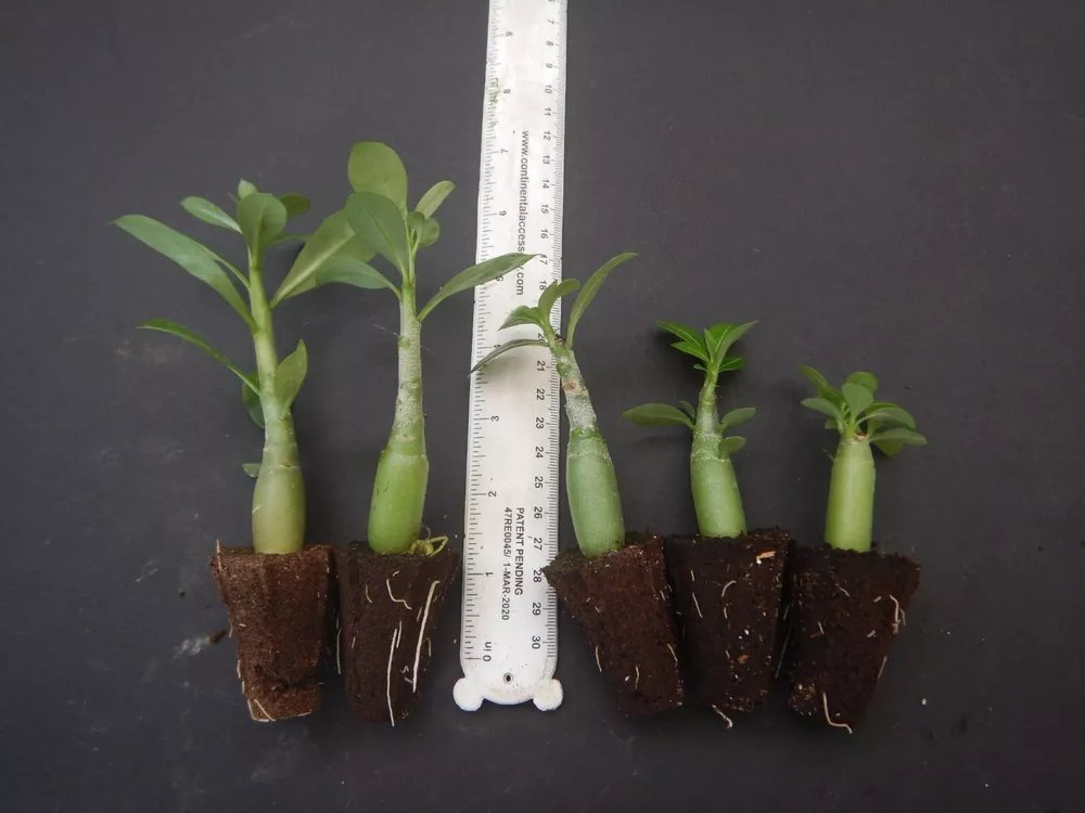 5 Randomly Selected Adenium Obesum Desert Rose Small Starter Plants/Plugs