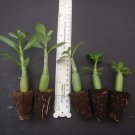 5 Randomly Selected Adenium Obesum Desert Rose Small Starter Plants/Plugs