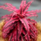 Rubin Star Cryptanthus Bivittatus Earth Star Bromeliad Unrooted Starter Plant