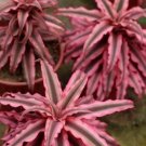Pink Star Cryptanthus Bivittatus Aka Earth Star Bromeliad Unrooted Starter Plant