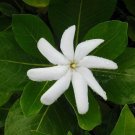 Single Tahitian Gardenia Taitensis Jasminoides Plant Intensely Fragrant Flower