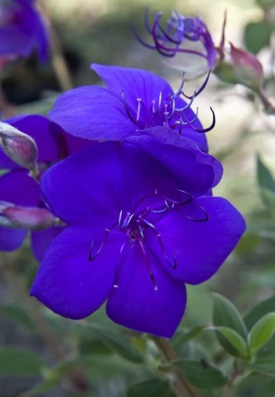 Athens Blue Princess Glory Bush Plant Tibouchina Urvilleana Small Starter Plant