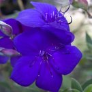 Athens Blue Princess Glory Bush Plant Tibouchina Urvilleana Small Starter Plant