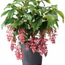Florinilla "Magic" Medinilla Plant Live Well Rooted Starter Plant