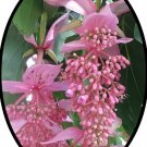 Florinilla "Arosa" Medinilla Plant Live Well Rooted Starter Plant
