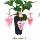 Royal Pearz Magnifica Medinilla Plant Live Well Rooted Starter Plant