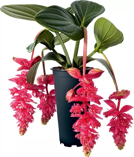 Royal Intenz Magnifica Medinilla Plant Live Well Rooted Starter Plant