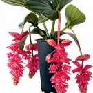 Royal Intenz Magnifica Medinilla Plant Live Well Rooted Starter Plant