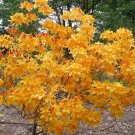 Fantastique Aromi Azalea Rhododendron Hybrid Well Rooted Plant May Be Dormant