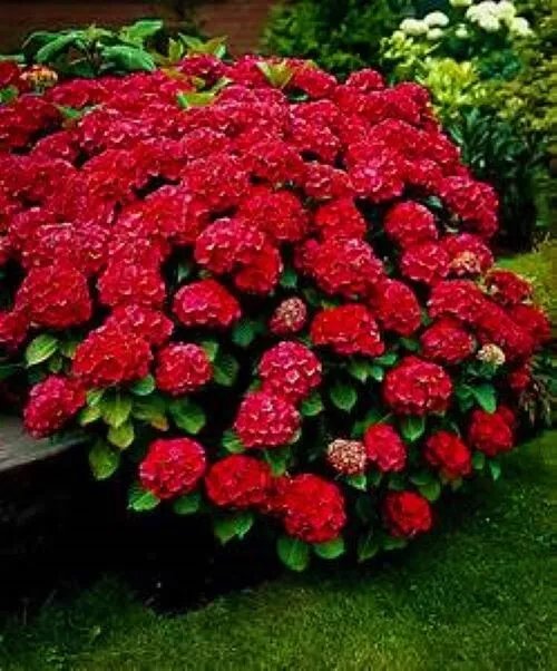 Ruby Slippershydrangea Starter Plantopens White Then Pink Then To Blood Red