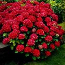Ruby Slippershydrangea Starter Plantopens White Then Pink Then To Blood Red