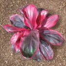 Rubycordyline Terminalis Hawaiian Ti Plantaka Good Luck Plantsstarter Plant