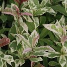 Yinbi Shuanghui Variegarted Fragrant Tea Olive Osmanthus Fragrans Starter Plant