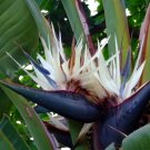 Giant White Bird Of Paradise Strelitzia Nicholai Well Starter Rooted Plant