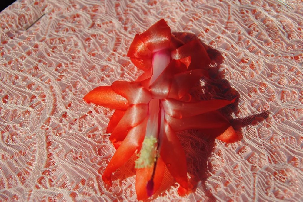 Christmas Cactus Starter Plant Peach Party Schlumbergera Truncata