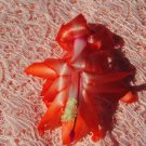 Christmas Cactus Starter Plant Peach Party Schlumbergera Truncata