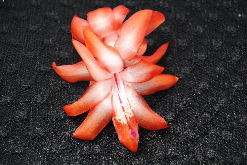 Christmas Cactus Starter Plant Orange Norris Schlumbergera Truncata
