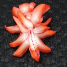 Christmas Cactus Starter Plant Orange Norris Schlumbergera Truncata