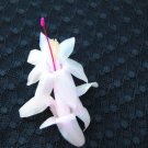 Christmas Cactus Starter Plant Mother'S Day Schlumbergera Truncata