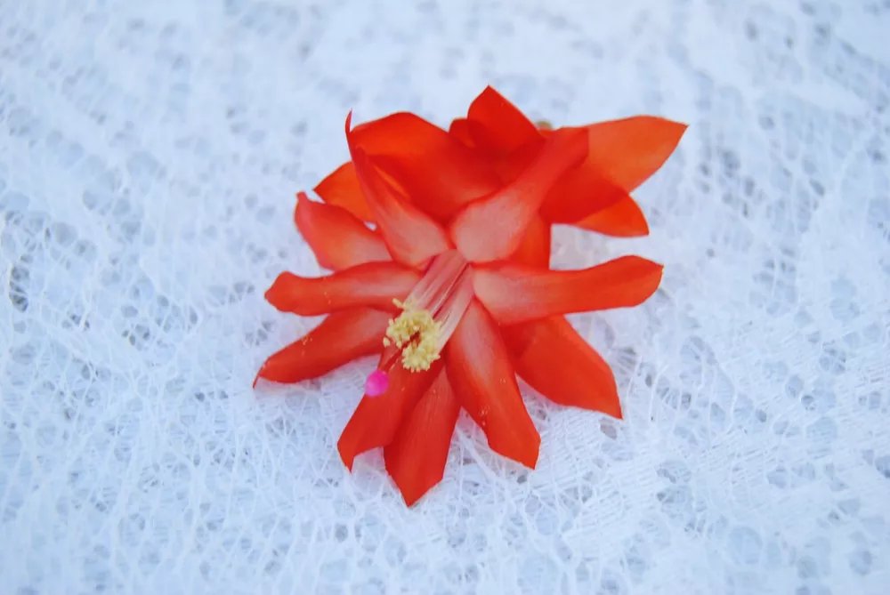 Christmas Cactus Starter Plant Malibu Schlumbergera Truncata