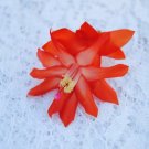 Christmas Cactus Starter Plant Malibu Schlumbergera Truncata