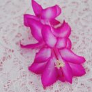 Christmas Cactus Starter Plant Madonna Schlumbergera Truncata