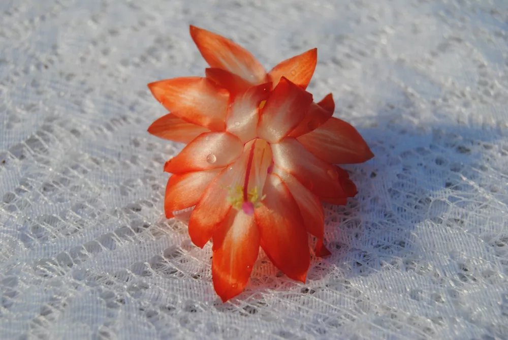 Christmas Cactus Starter Plant Lucky Strike Schlumbergera Truncata
