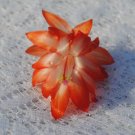 Christmas Cactus Starter Plant Lucky Strike Schlumbergera Truncata
