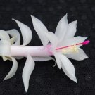 Christmas Cactus Starter Plant Livia Schlumbergera Truncata