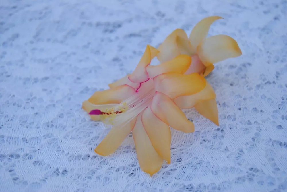 Christmas Cactus Starter Plant Lemon Drop Schlumbergera Truncata