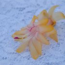 Christmas Cactus Starter Plant Lemon Drop Schlumbergera Truncata