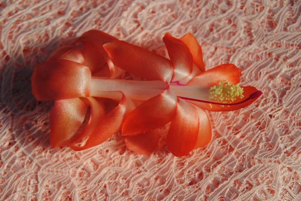 Christmas Cactus Starter Plant Laks Schlumbergera Truncata