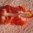 Christmas Cactus Starter Plant Laks Schlumbergera Truncata
