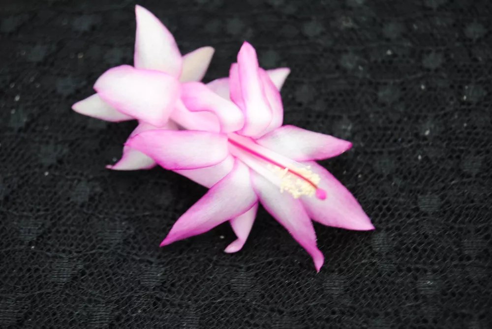 Christmas Cactus Starter Plant Jolly Roger Schlumbergera Truncata