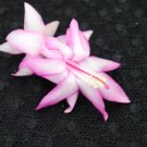 Christmas Cactus Starter Plant Jolly Roger Schlumbergera Truncata