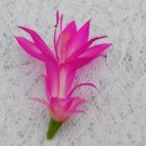 Christmas Cactus Starter Plant Holiday Splendor Schlumbergera Truncata